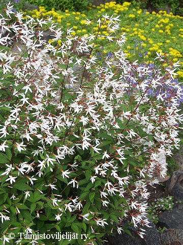 Gillenia trifoliata